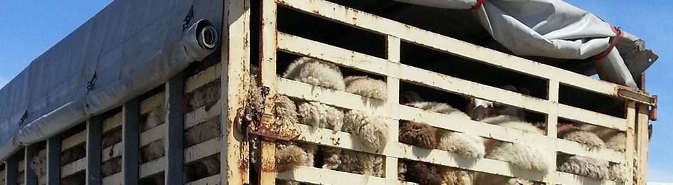 Reguli de respectat în transportul animalelor vii